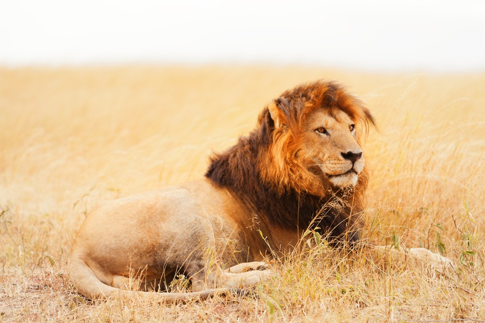 Photo of a lion